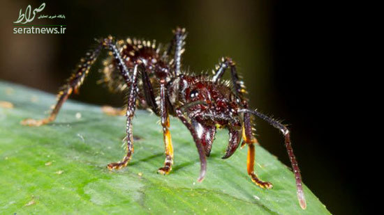 وحشتناکترین و مرگبارترین حشرات جهان را بشناسید! + تصاویر