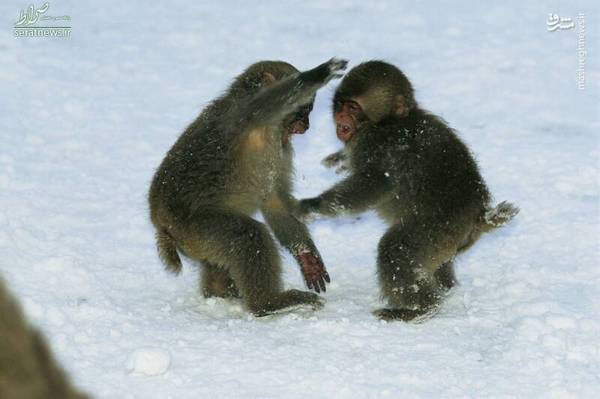 عکس/ بازیگوشی بچه میمون‌ها در برف