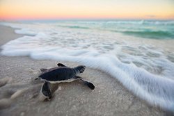 محیط زیست: لاکپشت حیوان خانگی و تزیین سفره هفت سین نیست