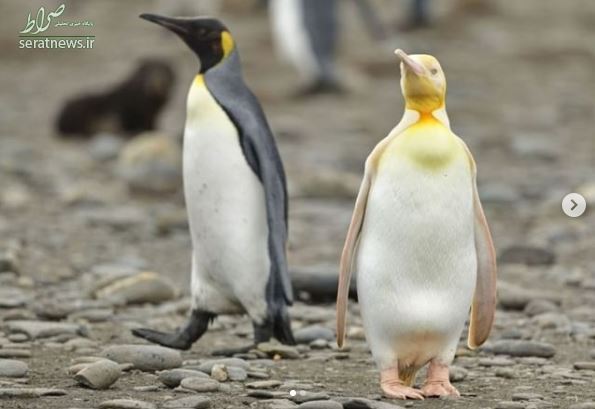 پنگوئن زرد رنگی که باعت تحیر جهانیان شد+عکس