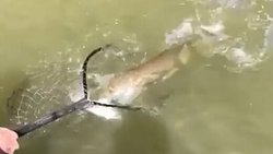 ماهی آدم نمایی که مرد مالزیایی از رودخانه صید کرد!+عکس