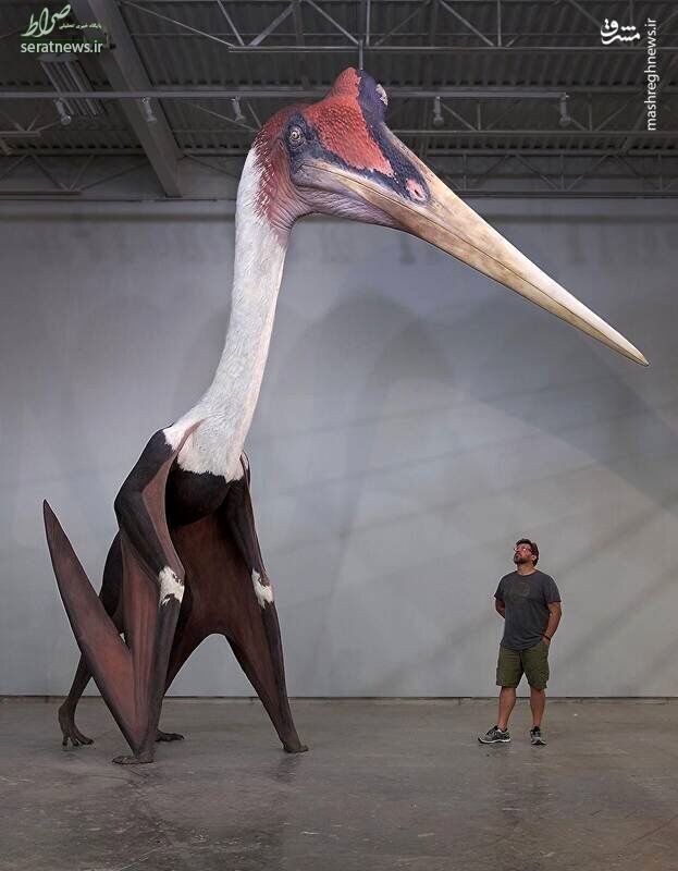 عکس/ بزرگ‌ترین پرنده جهان را ببینید