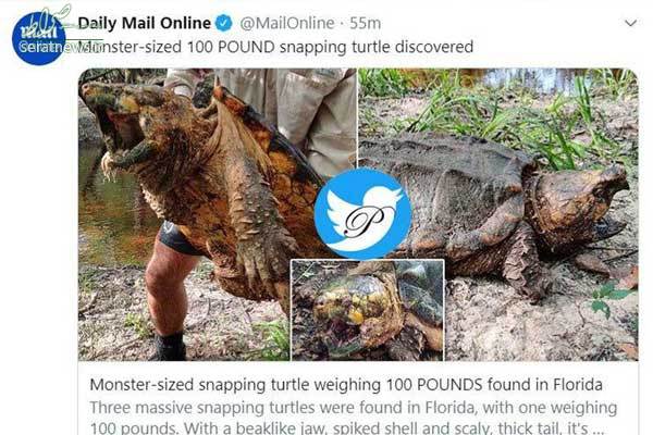 عکس/ کشف لاک‌پشت ۴۵کیلویی در فلوریدا