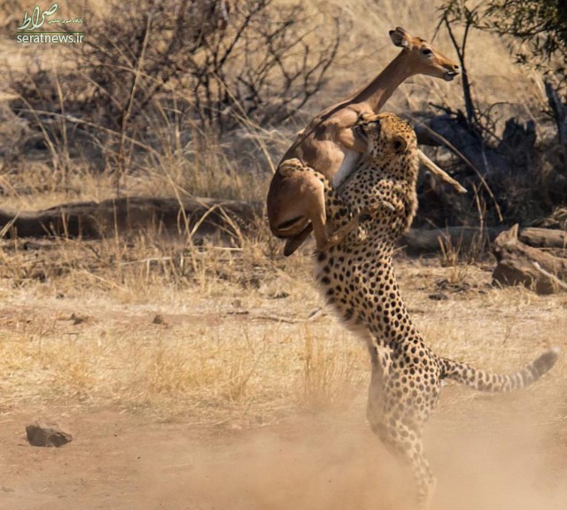 عکس/ تصویری ناب از لحظه شکار کردن یوزپلنگ