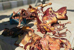 کشتن الاغ برای فروش گوشت لو رفت
