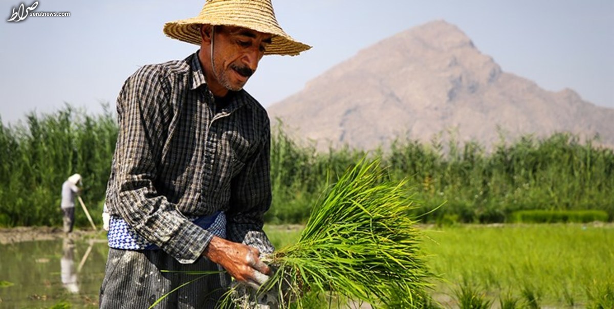 ثروتمندان ۱۷ برابر کم درآمد‌ها برنج ایرانی مصرف کردند + نمودار