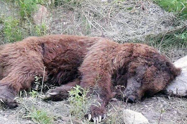 مرگ خرس قهوه‌ای در ارتفاعات البرز +عکس