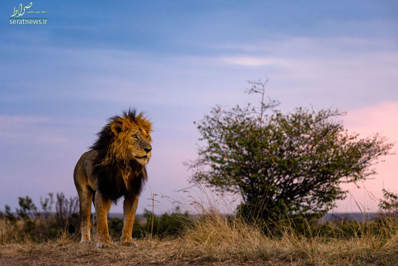شکار پیرترین شیر جهان توسط یک عکاس