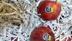 هتک حرمت به قرآن در بین میوه‌های صادراتی! / شرکت تجاری باید شناسایی شود