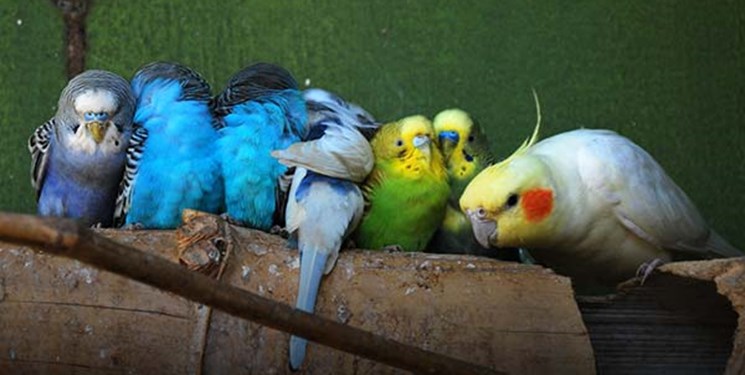 ماجرای قاچاق پرندگان میلیاردی به کشور‌های عربی