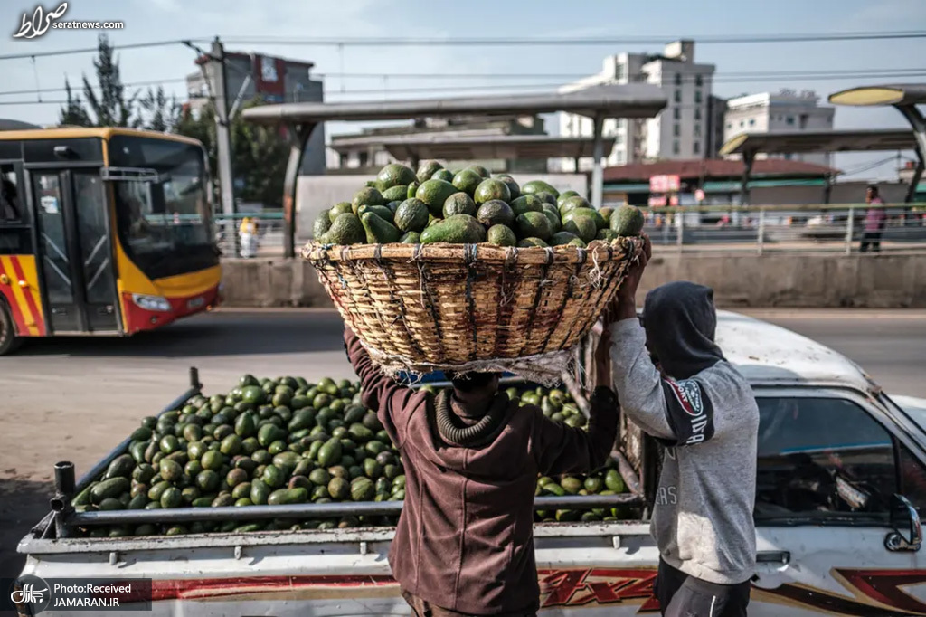 عکس / فروش آووکادو در اتیوپی