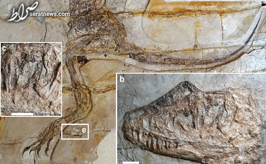 کشف دایناسور ۱۲۰ میلیون ساله در مغولستان
