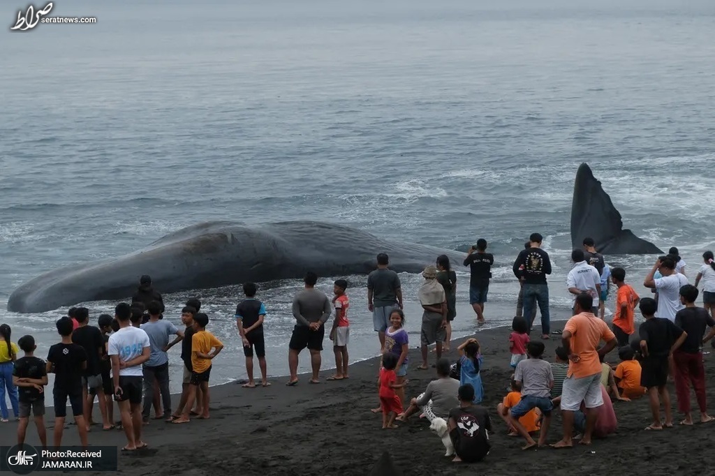 عکس/ تماشای نهنگ مرده‌