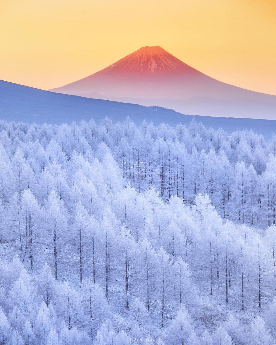 عکس / ژاپن، جنگل یخ‌زده و کوه فوجی