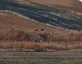 فیلم / مشاهده سومین خرس قهوه‌ای در لرستان