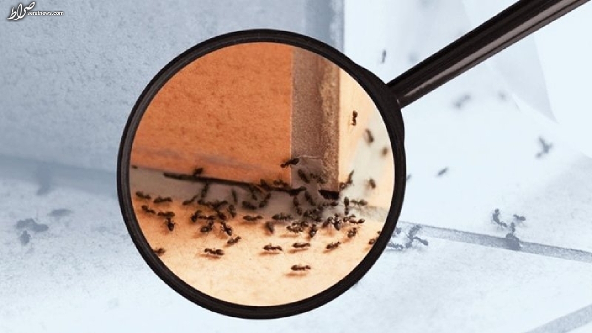 ۷ روش خانگی و ساده برای دفع مورچه‌ها