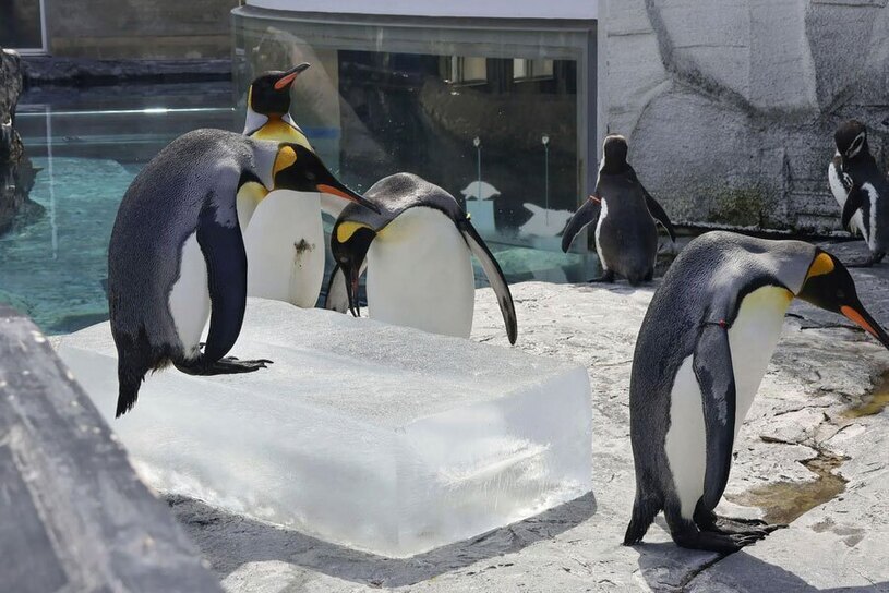 عکس / پنگوئن‌ها در هوای گرم تابستانی باغ وحش آساهیاما دور یک قطعه یخ جمع شده اند