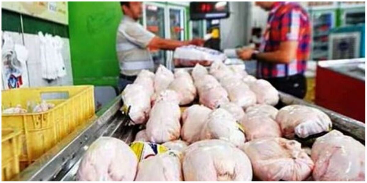پیش بینی کاهش نرخ مرغ در بازار
