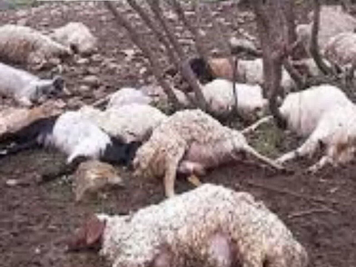 مرگ تلخ یک چوپان و ۱۲۰ راس گوسفند + فیلم