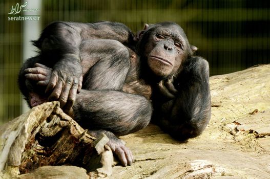 حمام آفتاب یک شامپانزه در باغ وحشی در انگلیس