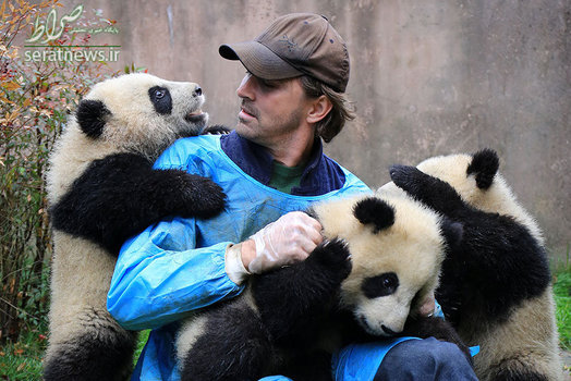بازی لی پیس هنرپیشه آمریکایی با بچه های خرس پاندا - چنگدو، چین