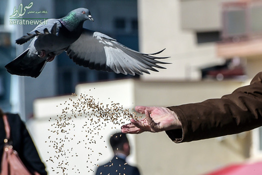 دانه دادن به کبوترها در میدان مادر ترزا -پریشتینا، پایتخت کوزوو