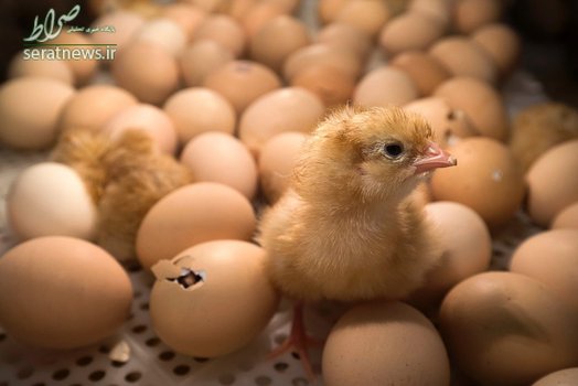 بیرون آمدن یک جوجه از تخم مرغ در جریان نمایشگاه کشاورزی در پاریس