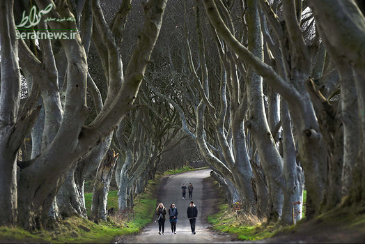 قدم زدن در میان درخت های در هم تنیده راش که در قرن 18 کاشته شده - بالیمونی، ایرلند شمالی