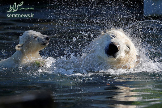آبتنی خرس قطبی و توله اش در باغ وحش فرانسه