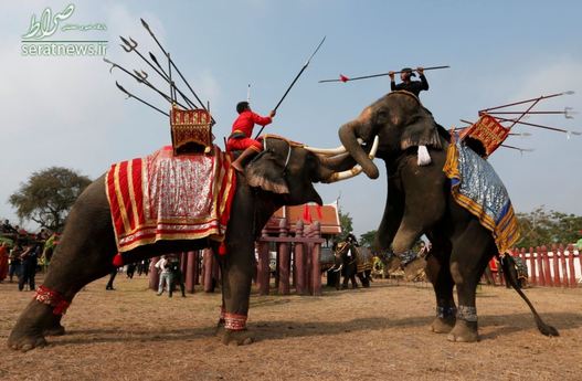 مبارزه دو فیل در تایلند در جریان برگزاری جشن روز فیل در منطقه باستانی آیوتایا