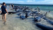 فیلم/ تلاش برای نجات ده‌ها نهنگ به گل نشسته در غرب استرالیا