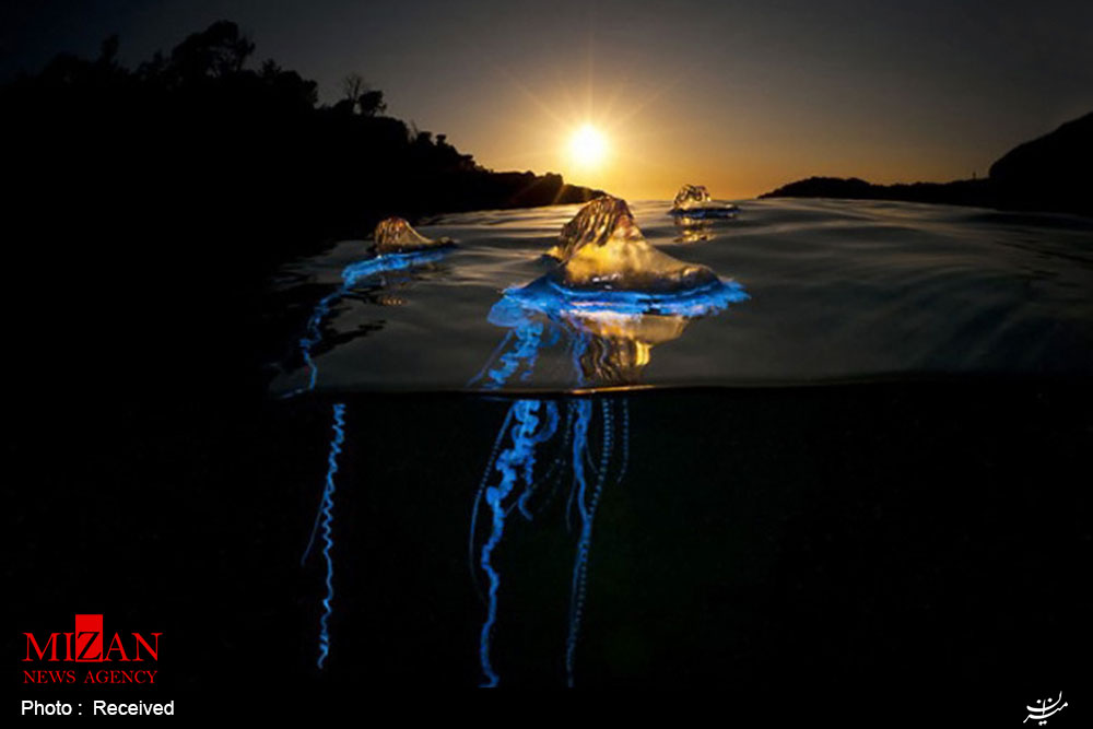 عکس/شنای عروس دریا روی سطح آب