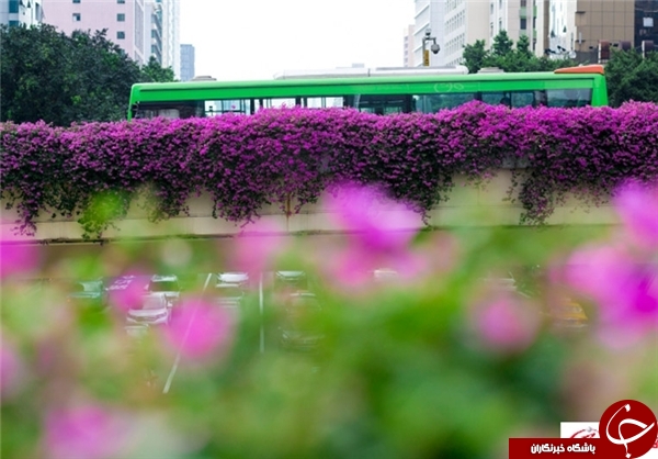 ایده جالب یک شهرداری در چین+تصاویر