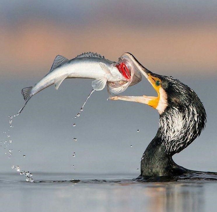 تصویری جالب از لحظه شکار یک پرنده