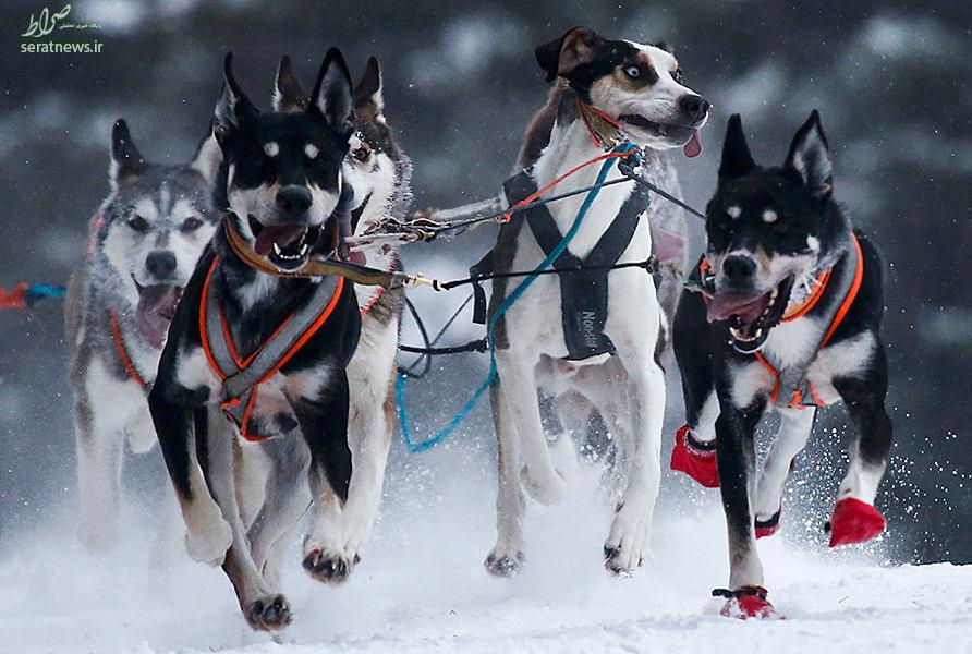 عکس/ مسابقه سگ‌های سورتمه‌ران