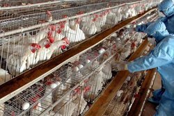 معاون حجتی: انباشت تولید مرغ داریم